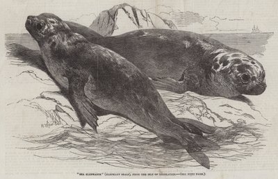 Zeeolifanten (zeehonden), van het eiland Desolation door Harrison William Weir